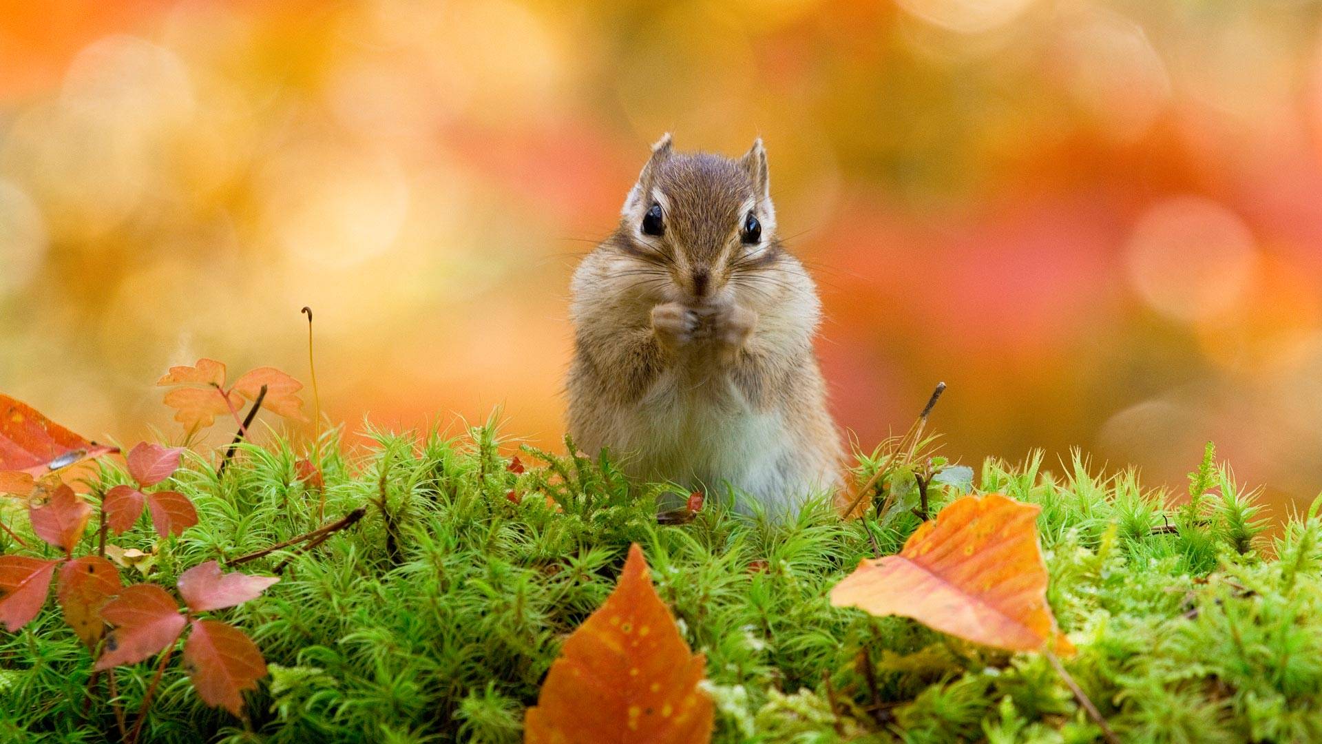 ChipmunkJP